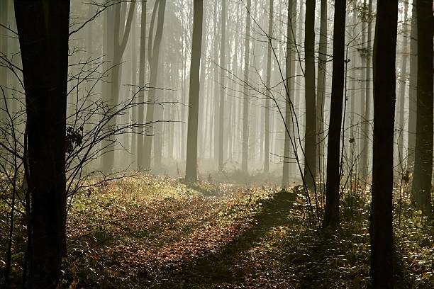 мистический лес - four seasons стоковые фото и изображения