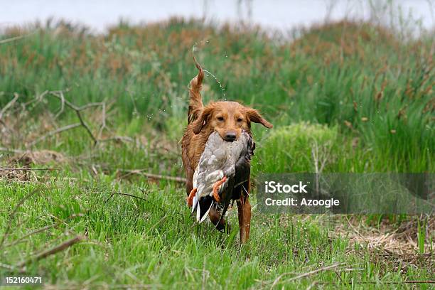 Happy Toller Stock Photo - Download Image Now - Nova Scotia Duck Tolling Retriever, Dog, Bird Hunting
