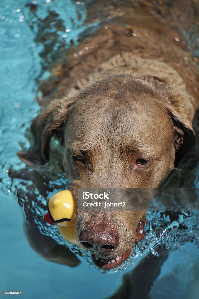 Hund mit Spielzeug - Lizenzfrei Aktivitäten und Sport Stock-Foto