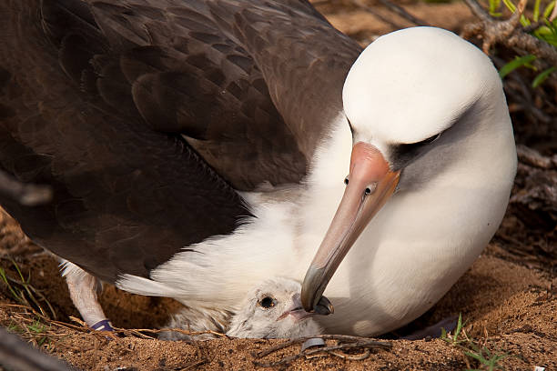 Albatross mother and chick Laysan Albatross mother and chick.  Photo taken on Oahu, Hawaii. albatross photos stock pictures, royalty-free photos & images