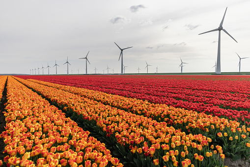 Windmills in netherlands with tulip fields