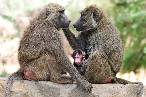 istock Baboon family with a child 152161017