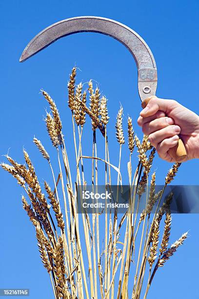 Trigo Com Foice - Fotografias de stock e mais imagens de Afiado - Afiado, Agricultor, Agricultura