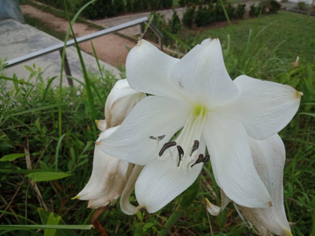 крупный план белой лилии длинноцветковой или пасхальной лилии в парке гандария или парке диалова. естественный фон - lily white easter single flower стоковые фото и изображения