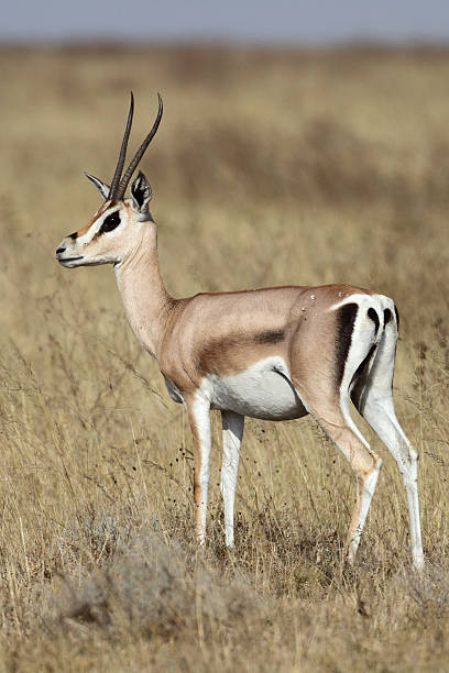 istock Grant's gazelle in morning light, Serengeti 152161765
