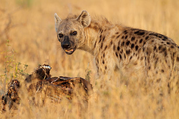 Spotted hyena scavenging on dead wildebeest in early morning, Serengeti National Park, Tanzania, East Africa