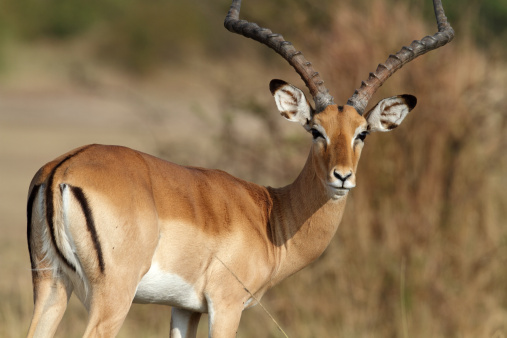 Impala antelope, Serengeti National Park, Tanzania, East Africa