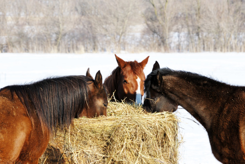 Three brown horses eating hay together.