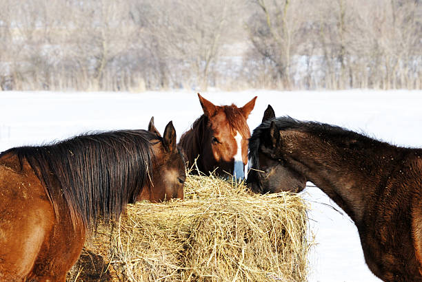 trio comer hay - winter snow livestock horse imagens e fotografias de stock