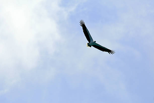 Eagle flying against blue sky background stock photo