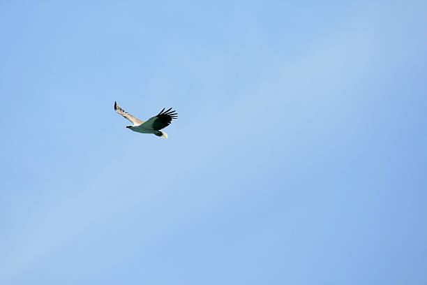 Eagle flying against blue sky background stock photo