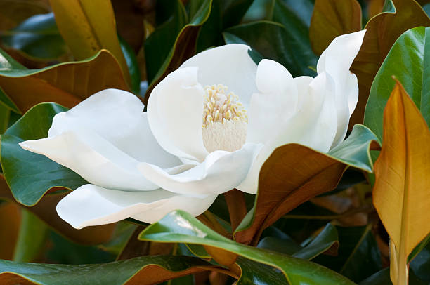 Flower of the Magnolia Flower of the Magnolia grandiflora, the Southern magnolia or bull bay, tree of the family Magnoliaceae magnolia white flower large stock pictures, royalty-free photos & images