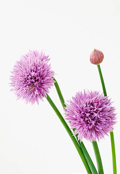 Flowers of  Chives stock photo