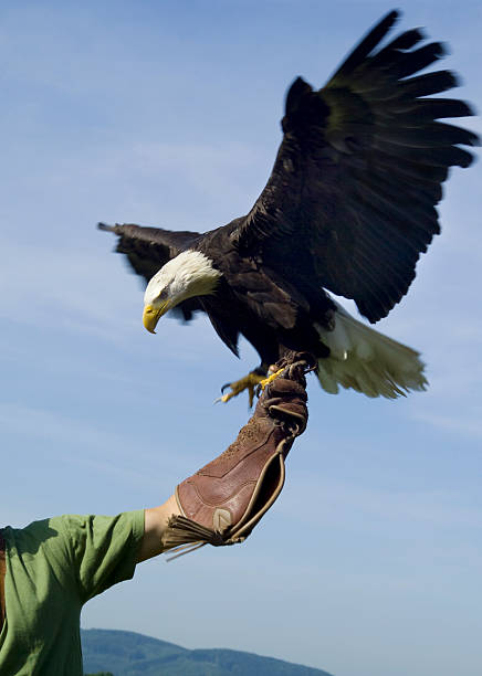 aquila di mare testabianca - north america bald eagle portrait vertical foto e immagini stock