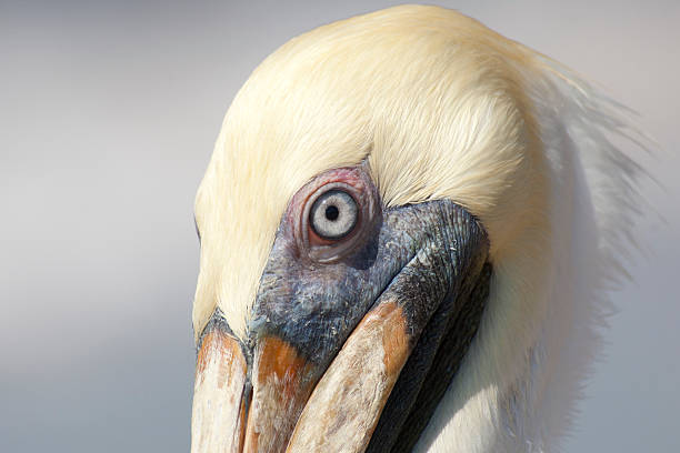 Eye of a Pelican stock photo