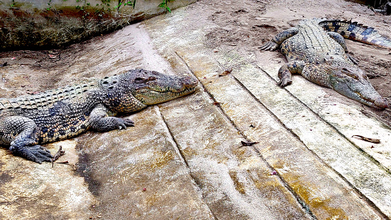 two crocodiles in their nest by the river