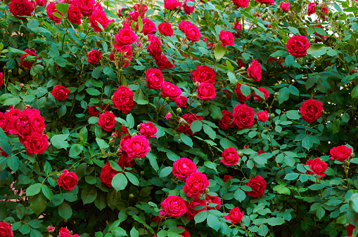 Large bush with many red roses close-up. Beautiful floral background.