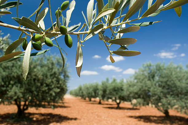 ramoscello d'ulivo in un boschetto. provenza, francia. - oliveto foto e immagini stock