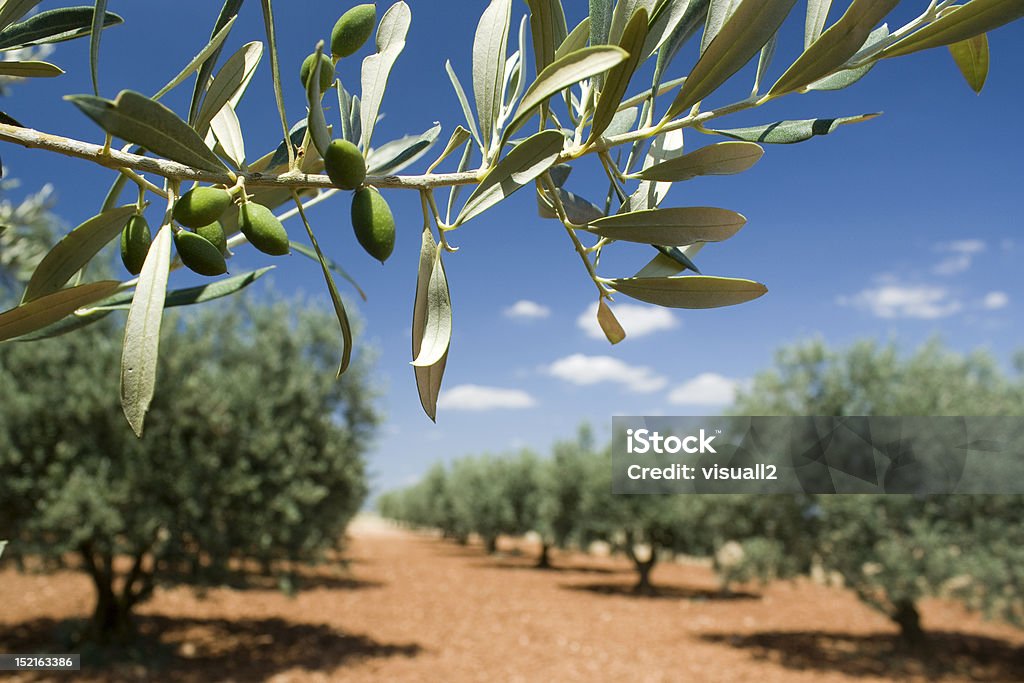 Olive Branch em um bosque. Provence, França. - Foto de stock de Plantação de oliveiras royalty-free