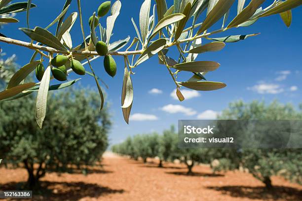 Foto de Olive Branch Em Um Bosque Provence França e mais fotos de stock de Plantação de oliveiras - Plantação de oliveiras, França, Paisagem - Cena Não-urbana