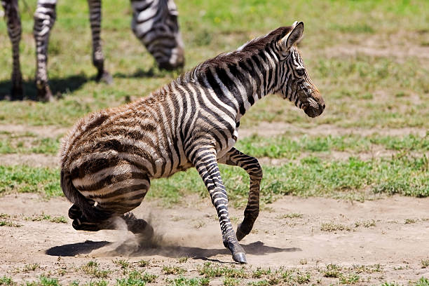 зебра в ngorongoro вулкана - burchellii стоковые фото и изображения
