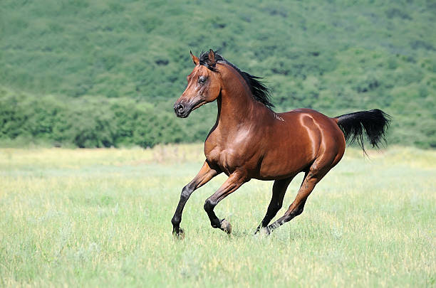 beautiful brown arabian horse running gallop on pasture beautiful brown arabian horse running gallop on pasture arabian horse photos stock pictures, royalty-free photos & images