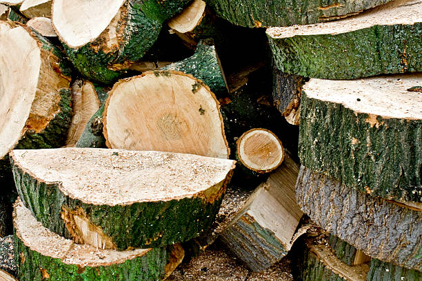 Firewood logs stock photo