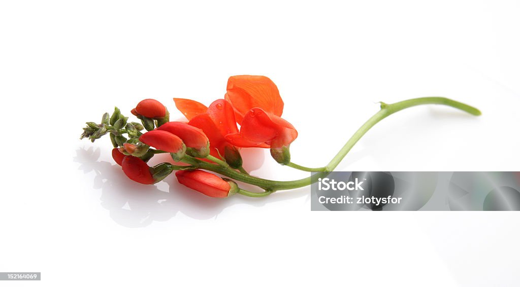 Spring red flower of bean Spring red flower of bean on a white background Animal Stock Photo