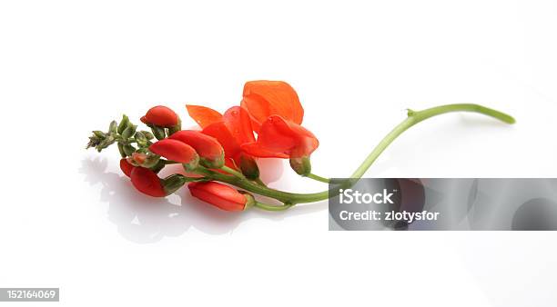 Spring Red Flower Of Bean Stock Photo - Download Image Now - Animal, Bean, Beauty