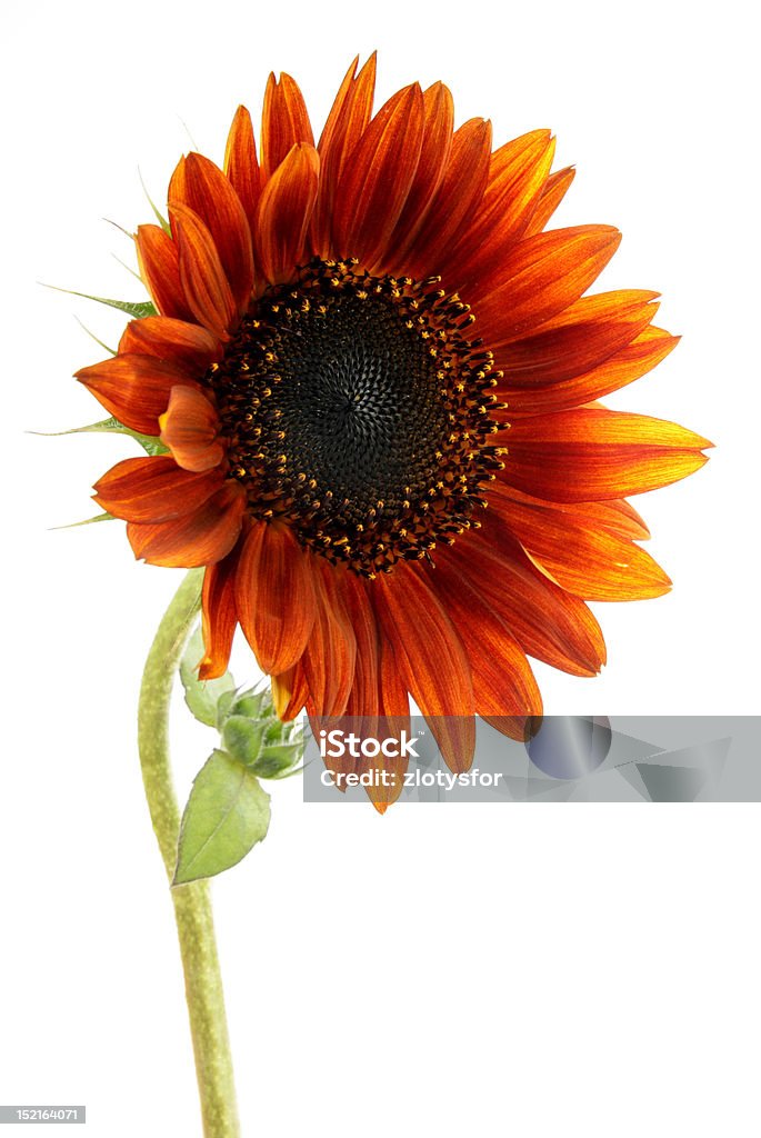 Sunflower Sunflower on a white background Cut Out Stock Photo