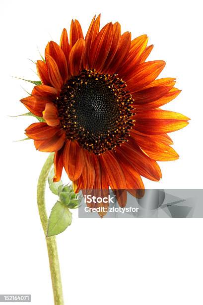 Sunflower Stock Photo - Download Image Now - Cut Out, Flower, Flower Head