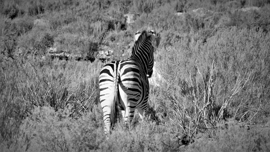 Black & White Striped Zebras, Grazing and Drinking Water from a Lake in a Field Surround by Lush Trees in South Florida in the Fall of 2023