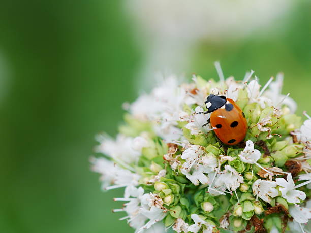 istock Ladybird on oregano flowers 152165368