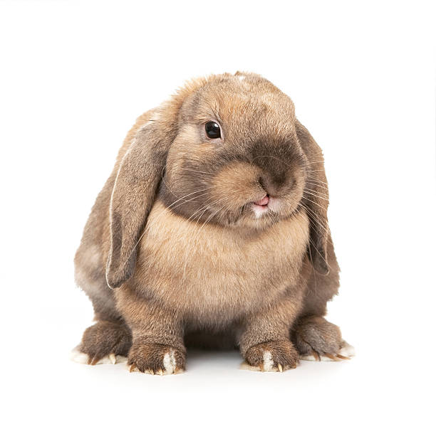 istock Rabbit puts out one's tongue. 152165377