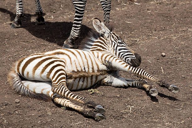 zebra nel cratere di ngorongoro - burchellii foto e immagini stock