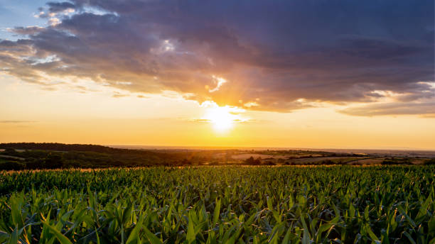hermoso amanecer sobre campos de maíz una mañana de verano temprano - morning cereal plant fog corn crop fotografías e imágenes de stock