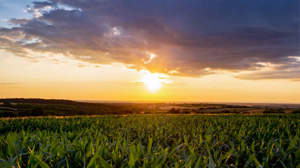 初夏の朝、トウモロコシ畑に降り注ぐ美しい日の出 - morning cereal plant fog corn crop ストックフォトと画像