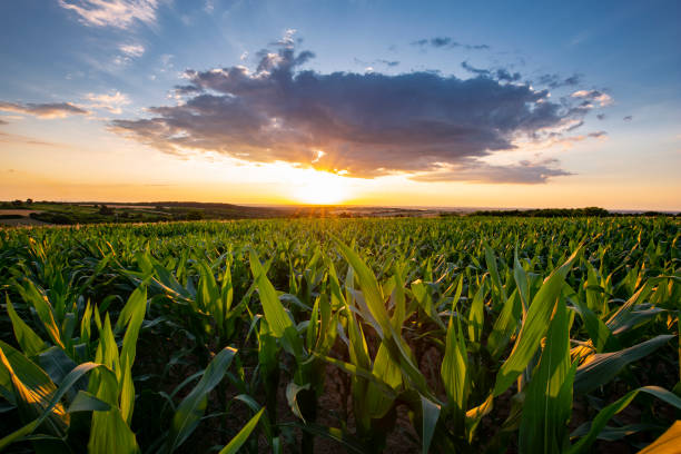 istock Beautiful sunrise over fields of corn an early summer morning 1521656042