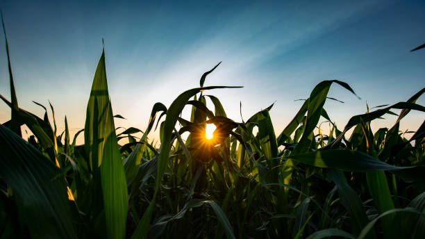 istock Beautiful sunrise over fields of corn an early summer morning 1521656045