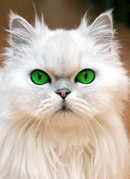 istock Green Eyes of a persian cat 152165981