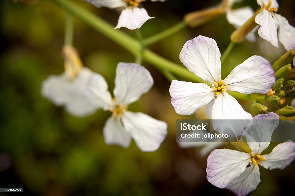 Zarte Blumen - Lizenzfrei Baumblüte Stock-Foto