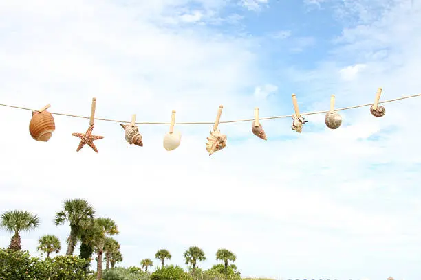 Blue sky with clothesline of shells and starfish, palm trees out of focus in backround