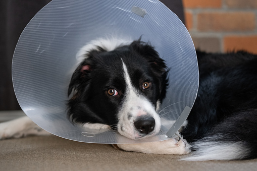 Border Collie puppy wearing a cone protective collar lying on the floor
