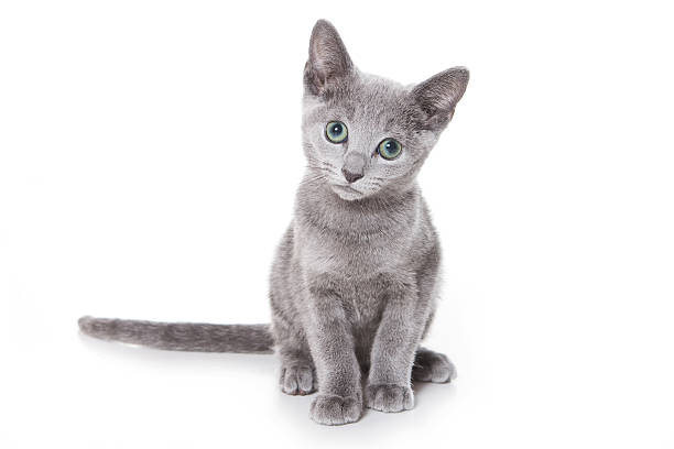 Russian blue kitten on white stock photo