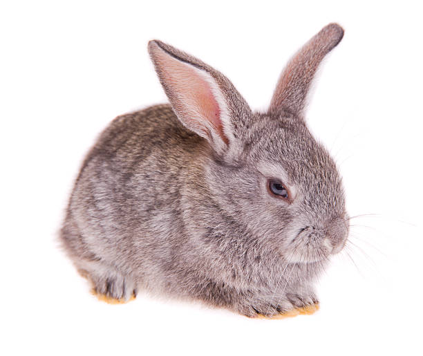 little rabbit stock photo