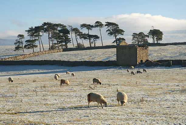 Sheep Grazing In A Frost Covered Field stock photo