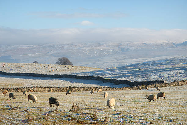 Sheep Grazing In A Frost Covered Field stock photo