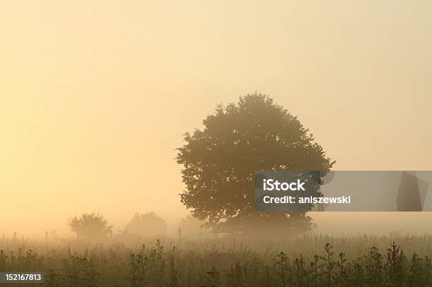 Drzewo O Dawn - zdjęcia stockowe i więcej obrazów Brzask - Brzask, Brązowy, Błyszczący