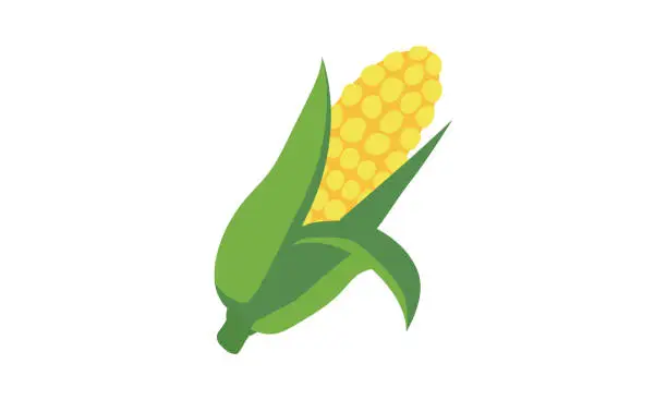 Vector illustration of Simple corn clipart vector illustration isolated on white background. Cute corn or corncob cartoon style. Corn maize sign icon. Organic food, vegetables and restaurant concept