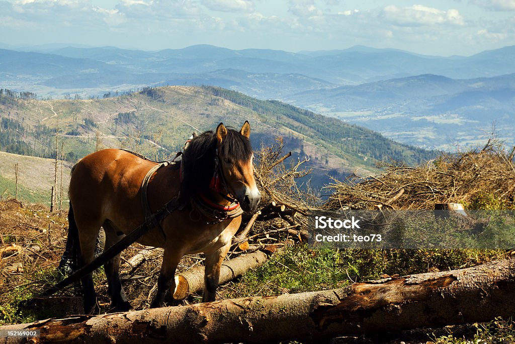 hORSE THE WORKING HORSE Forest Stock Photo